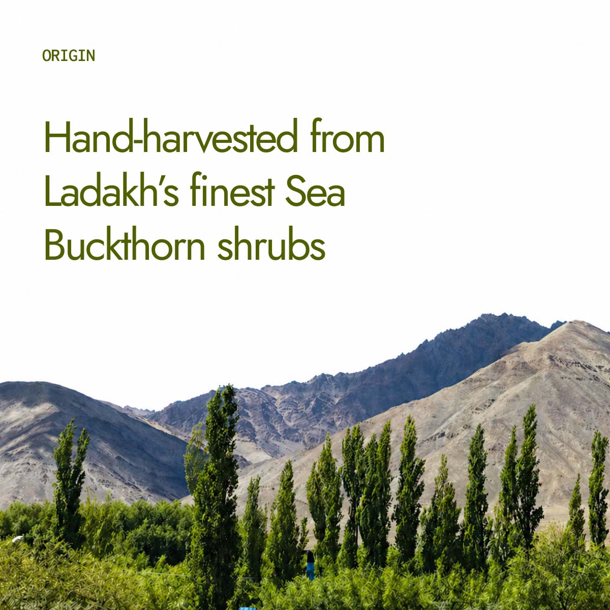 Sea Buckthorn Juice