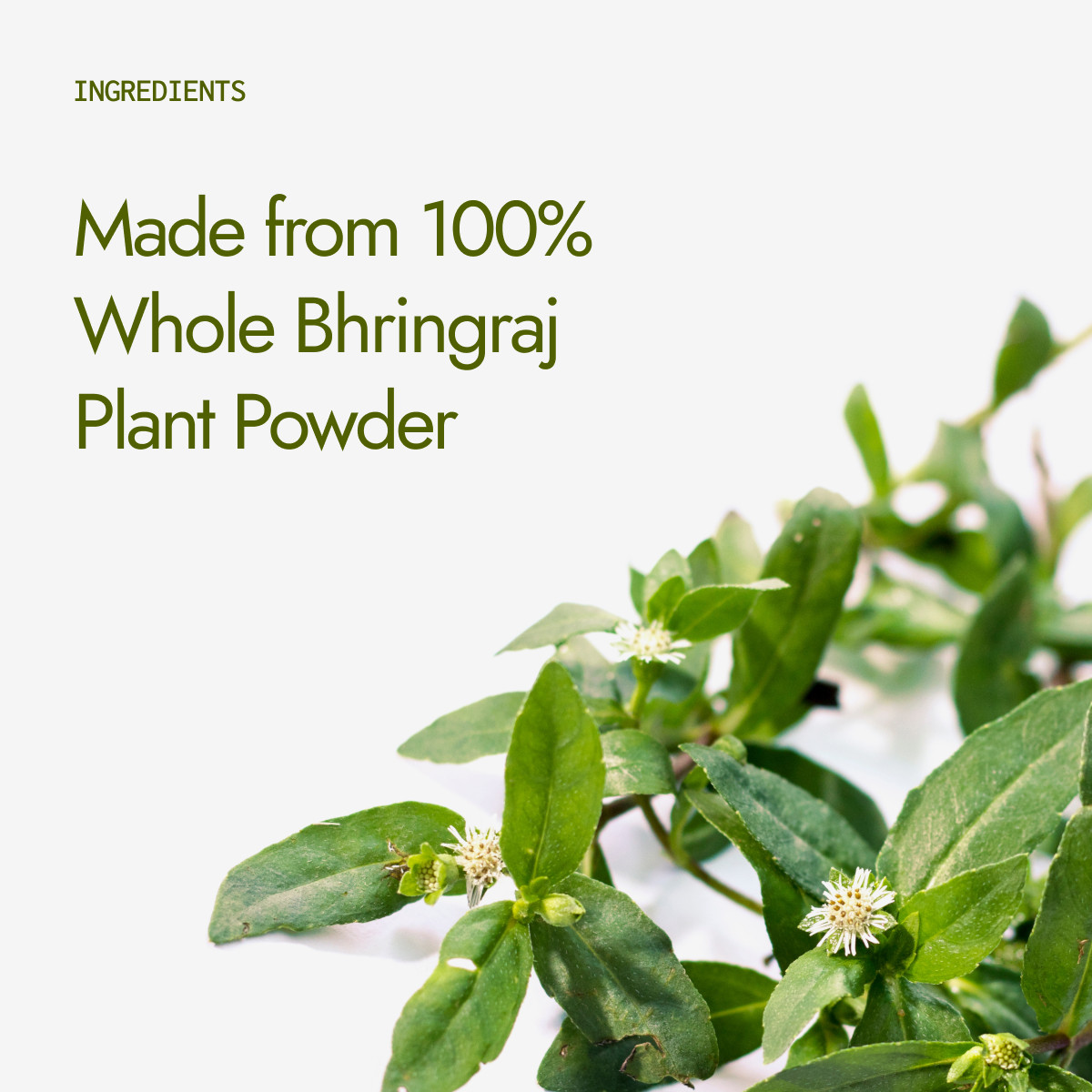Organic Bhringraj Powder