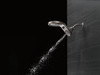 SHOWERHEAD 58580-SS-PK