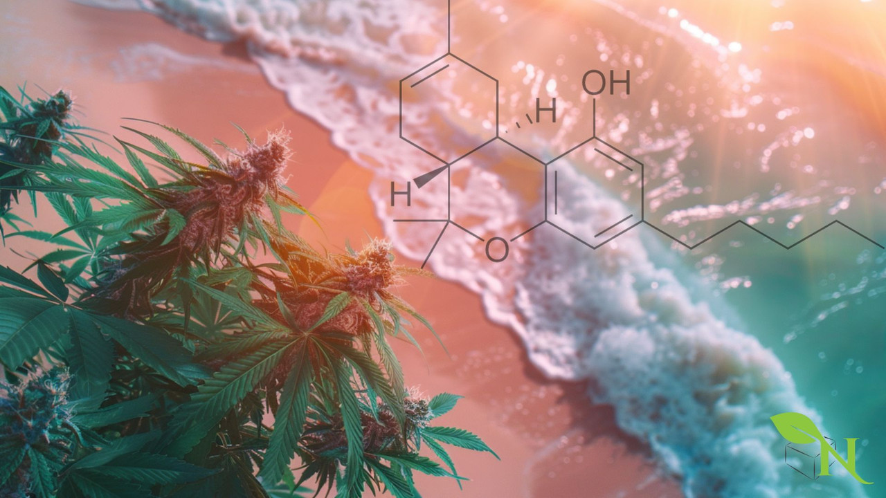 Ultimate Guide to Delta-8 THC: Benefits, Legal Status, and Buyer’s Tips