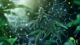 The Science Behind Cannabinoid Synergy: How Different Cannabinoids Work Together