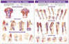 Trigger Point Chart Set: Torso & Extremities, chiropractic wall chart, wall chart, anatomy chart, anatomical, anatomical chart, anatomical chart company, anatomical charts, anatomical diagram, anatomical human, anatomical human body, anatomical illustrations, anatomical images, anatomical muscle, anatomical physiology, anatomical picture, anatomical poster, anatomical wall chart, anatomy chart, anatomy poster, Trigger Point Chart, Torso Chart, Extremities Chart