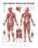 Female Muscular System Anatomical Chart, chiropractic wall chart, wall chart, anatomy chart, anatomical, anatomical chart, anatomical chart company, anatomical charts, anatomical diagram, anatomical human, anatomical human body, anatomical illustrations, anatomical images, anatomical muscle, anatomical physiology, anatomical picture, anatomical poster, anatomical wall chart, anatomy chart, anatomy poster, Female Muscle System Chart, Female Muscle Chart