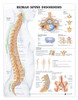 Human Spine Disorders Anatomical Chart, chiropractic wall chart, wall chart, anatomy chart, anatomical, anatomical chart, anatomical anatomy, anatomical body, anatomical bones, anatomical chart company, anatomical charts, anatomical human, anatomical human body, anatomical illustrations, anatomical images, anatomical medical,anatomical physiology, anatomical picture, anatomical pictures, anatomical poster, anatomical posters, anatomical skeleton, anatomical structure, anatomical terms, anatomical wall chart, anatomical wall charts, anatomy chart, anatomy charts, anatomy poster, anatomy posters, Human Chart