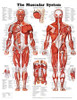 Muscular System Anatomical Chart