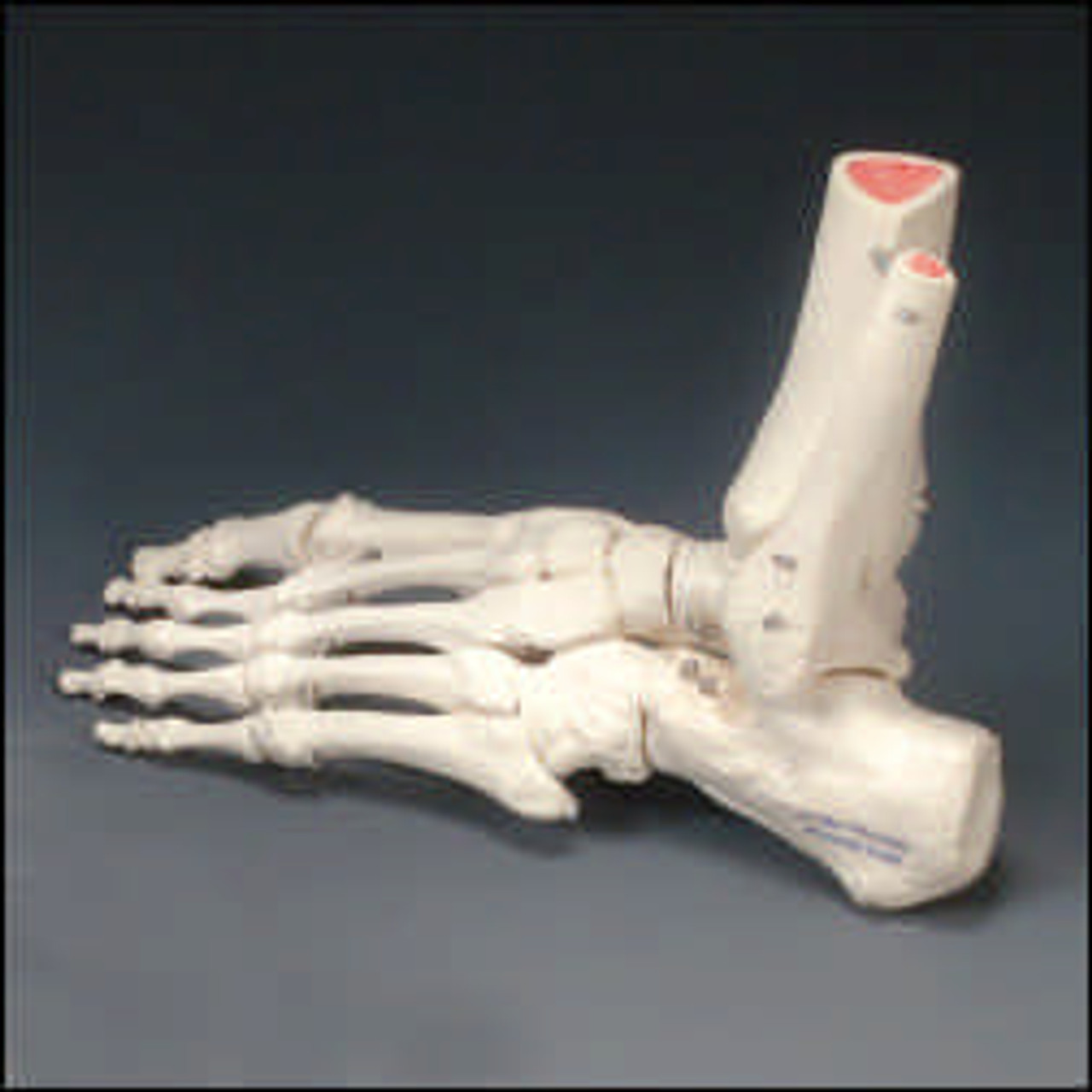 Foot Model-Rigid Skeletal Foot Model -Right Handed