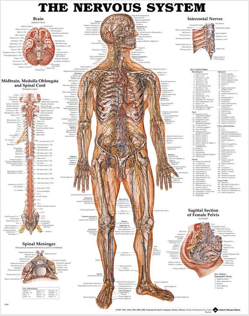 Nervous System Anatomical Chart, chiropractic wall chart, wall chart, anatomy chart, anatomical, anatomical chart, anatomical chart company, anatomical charts, anatomical diagram, anatomical human, anatomical human body, anatomical illustrations, anatomical images, anatomical muscle, anatomical physiology, anatomical picture, anatomical poster, anatomical wall chart, anatomy chart, anatomy poster, Nervous System Chart, Nervous System Anatomy