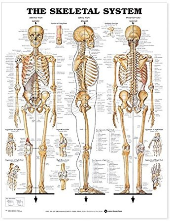 Skeletal System Anatomical Chart, chiropractic wall chart, wall chart, anatomy chart, anatomical, anatomical chart, anatomical chart company, anatomical charts, anatomical diagram, anatomical human, anatomical human body, anatomical illustrations, anatomical images, anatomical muscle, anatomical physiology, anatomical picture, anatomical poster, anatomical wall chart, anatomy chart, anatomy poster, Skeletal Chart, Skeletal System