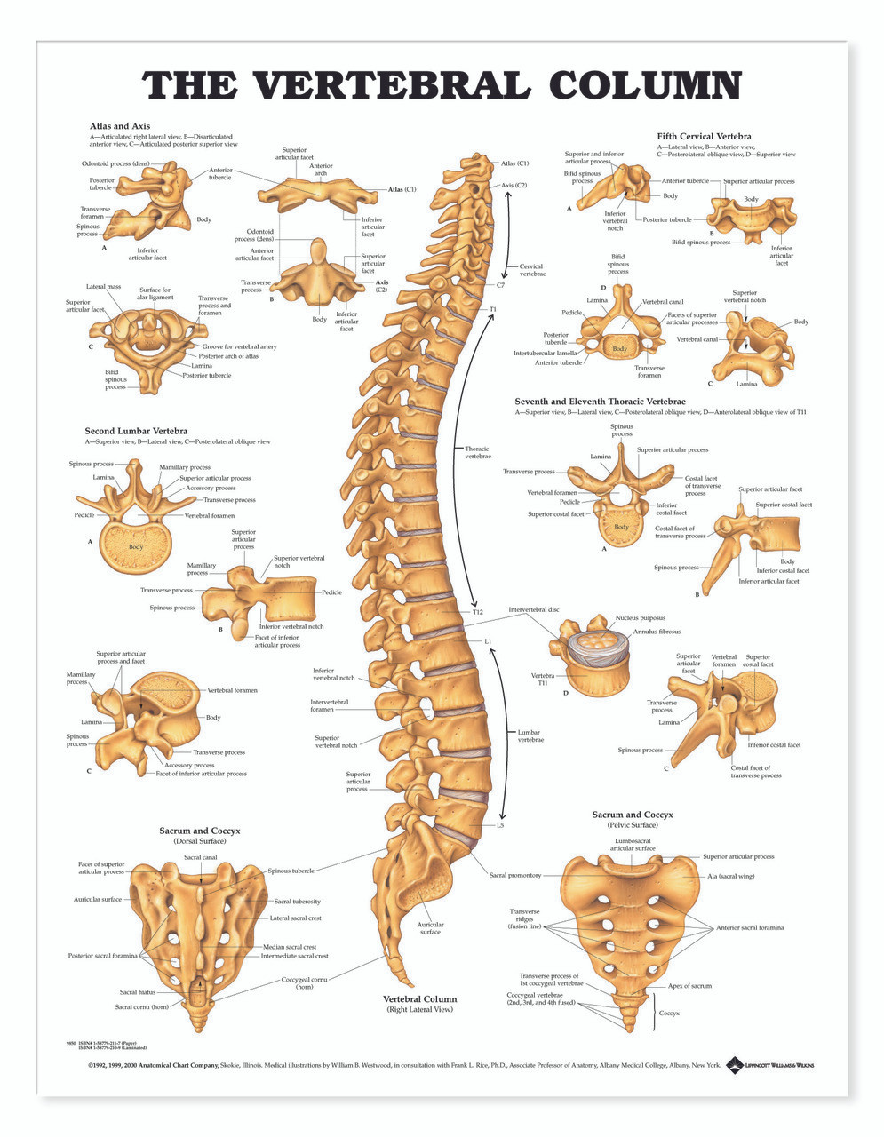Vertebral Column Anatomical Chart, chiropractic wall chart, wall chart, anatomy chart, anatomical, anatomical chart, anatomical chart company, anatomical charts, anatomical diagram, anatomical human, anatomical human body, anatomical illustrations, anatomical images, anatomical muscle, anatomical physiology, anatomical picture, anatomical poster, anatomical wall chart, anatomy chart, anatomy poster, spine chart, spine poster, vertebrae chart, vertebral column