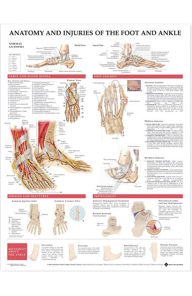 Anatomy and Injuries of the Foot and Ankle, chiropractic wall chart, wall chart, anatomy chart, anatomical, anatomical chart, anatomical chart company, anatomical charts, anatomical diagram, anatomical human, anatomical human body, anatomical illustrations, anatomical images, anatomical muscle, anatomical physiology, anatomical picture, anatomical poster, anatomical wall chart, anatomy chart, anatomy poster, foot poster, ankle poster, foot injury, ankle injury