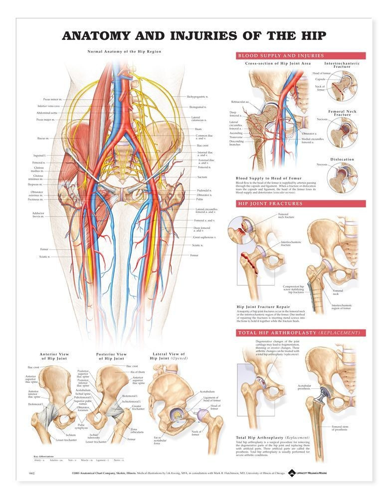 Anatomy and Injuries of the Hip, chiropractic wall chart, wall chart, anatomy chart, anatomical, anatomical chart, anatomical chart company, anatomical charts, anatomical diagram, anatomical human, anatomical human body, anatomical illustrations, anatomical images, anatomical muscle, anatomical physiology, anatomical picture, anatomical poster, anatomical wall chart, anatomy chart, anatomy poster, hip poster, hip anatomy, hip injury