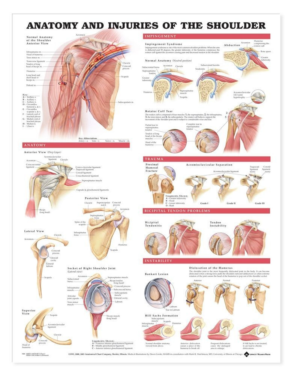 Anatomy and Injuries of the Shoulder Anatomical Chart