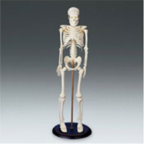 My First Skeleton Size: 16 1/2" tall.