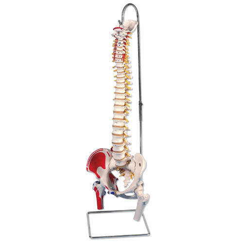 Vertebral Column With Muscle Painting Model w Stand