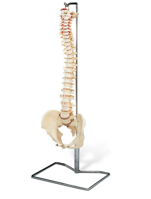 Male Spine with Stand