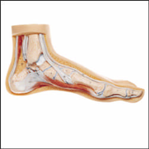 Foot Model-Arched Foot Model