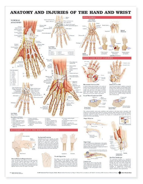 Anatomy and Injuries of the Hand and Wrist Anatomical Chart, chiropractic wall chart, wall chart, anatomy chart, anatomical, anatomical chart, anatomical chart company, anatomical charts, anatomical diagram, anatomical human, anatomical human body, anatomical illustrations, anatomical images, anatomical muscle, anatomical physiology, anatomical picture, anatomical poster, anatomical wall chart, anatomy chart, anatomy poster, Hand Anatomy Chart, Hand Injury Chart, Wrist Anatomy Chart, Wrist Injury Chart