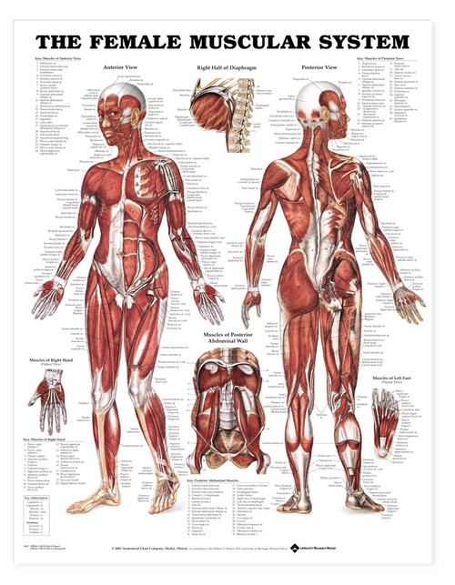 Female Muscular System Anatomical Chart, chiropractic wall chart, wall chart, anatomy chart, anatomical, anatomical chart, anatomical chart company, anatomical charts, anatomical diagram, anatomical human, anatomical human body, anatomical illustrations, anatomical images, anatomical muscle, anatomical physiology, anatomical picture, anatomical poster, anatomical wall chart, anatomy chart, anatomy poster, Female Muscle System Chart, Female Muscle Chart
