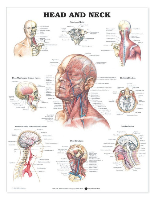 Head and Neck Anatomical Chart