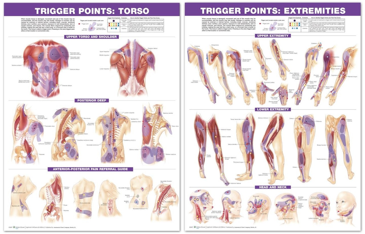 Trigger Points Chart Neck