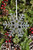 Classic handmade kilnformed glass snowflake ornament from the "Let It Snow!" ornament collection.