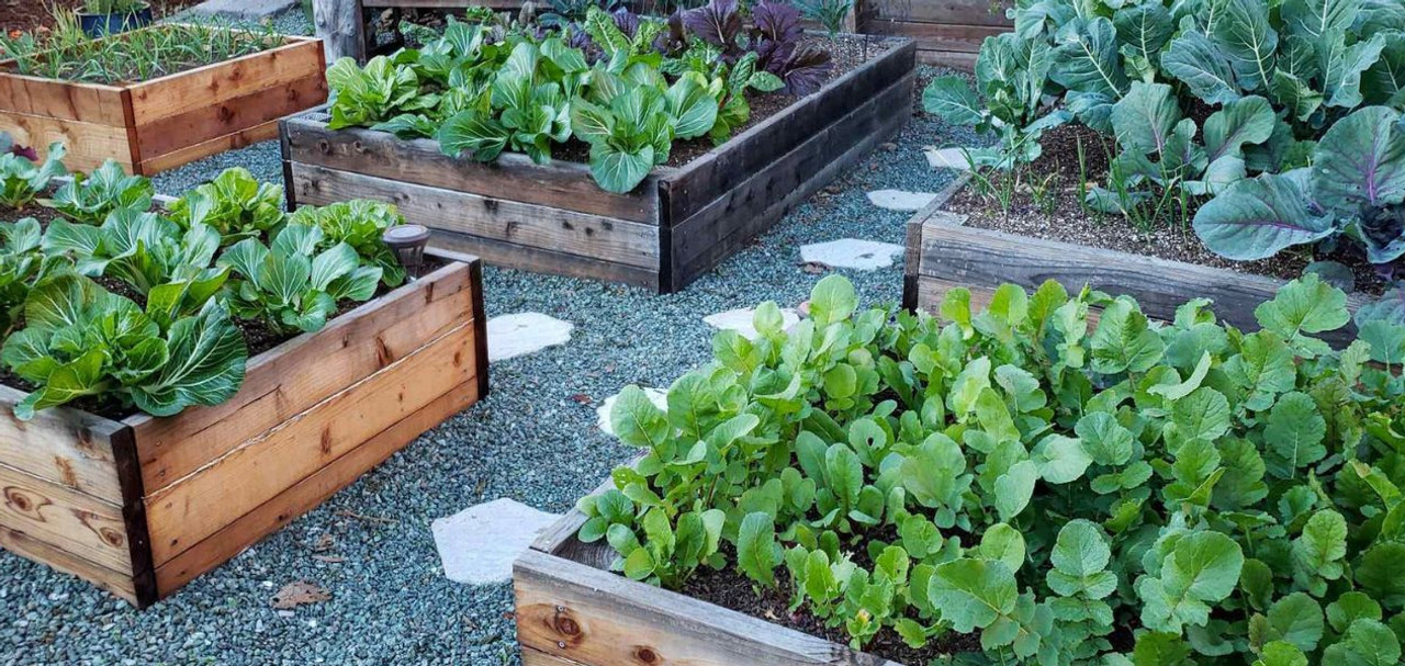 A raised bed image showing four different beds