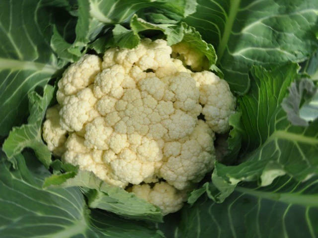 Skywalker F1 Cauliflower Seeds Grow Your Own