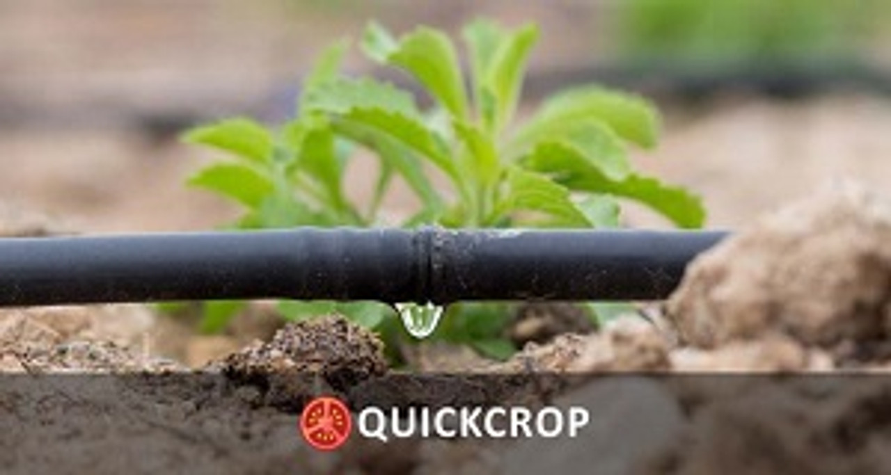 A guide to polytunnel irrigation