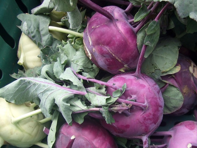 Koly Robi How To Grow Kohl Rabi