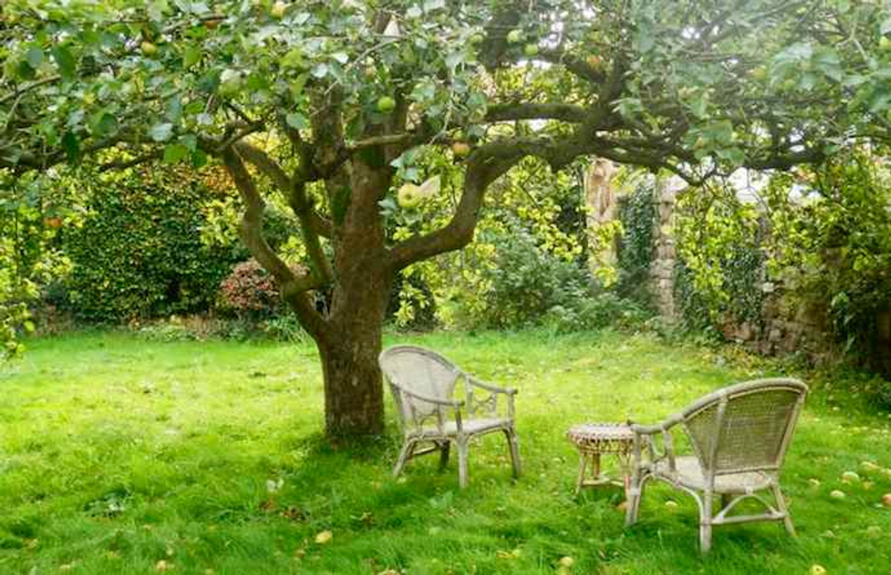 How to prune mature apple trees