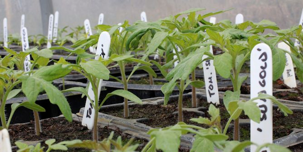 Top 10 Tips For Vegetable Seed Propagation