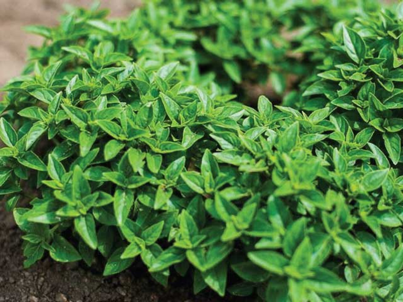 Greek Variety Of Basil Seeds