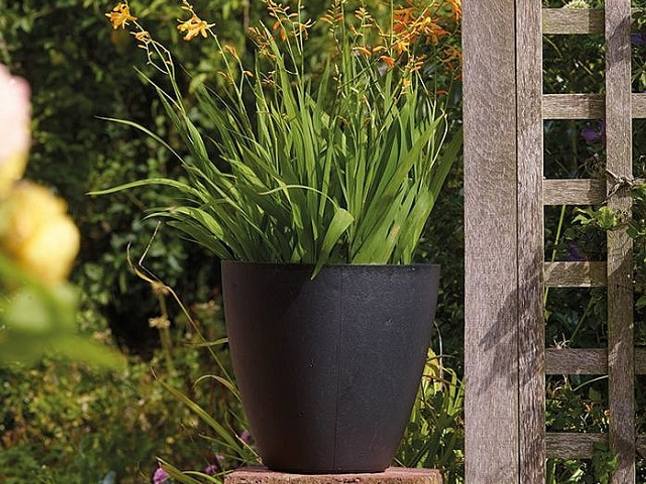 Low plants. Outdoor Vase with Plant.