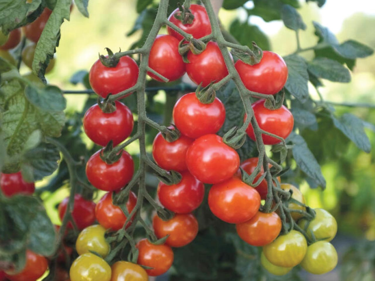 Rubylicious Tomatoes 'Rubylicious' Tomato Seeds- Hybrid F1