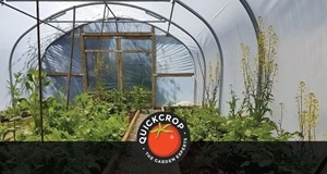 Polytunnel Succession Planting Plan 2021