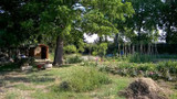 A French Vegetable Garden in Languedoc