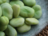 How To Grow Broad Beans