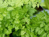 How to Grow Chervil