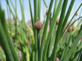 How To Grow Chives