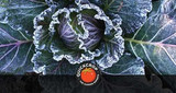 How Frost Affects Your Plants