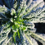 The Vegetable Garden In November