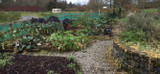 Rathdooney Vegetable Garden Blog - November 28th