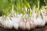 Planting French Garlic in Autumn