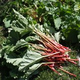 Our Favourite Rhubarb Varieties