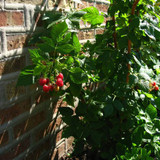 How to grow bare root soft fruit part 1: How to grow raspberries