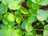 How To Grow Land Cress