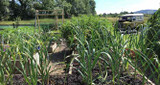 July in the Quickcrop Garden.