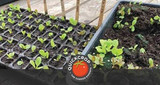 How to Germinate Seeds Successfully