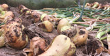 Planting early onion sets in January