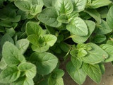 How To Grow Oregano